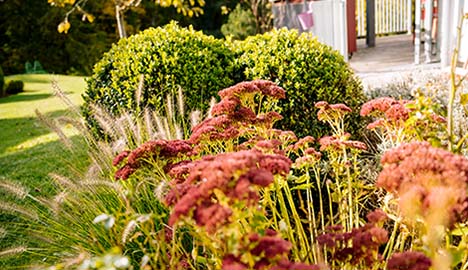 Gräser, Stauden und Buchsbäume im Garten