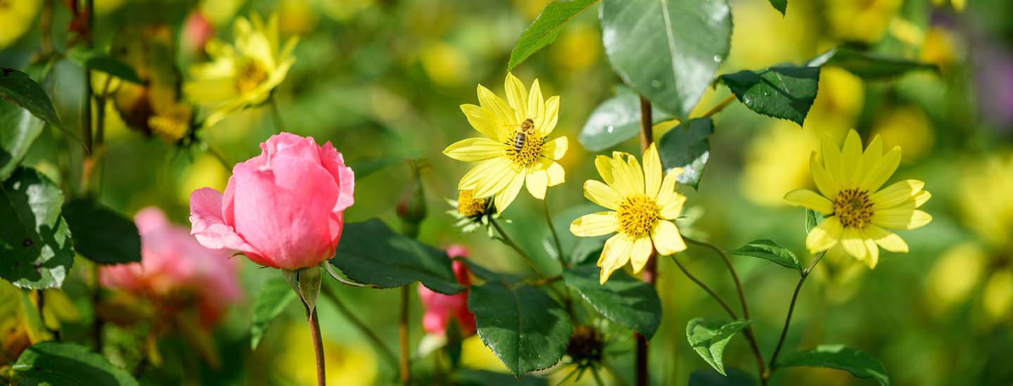 Gelbe Stauden und rosa Rosen. Eine Biene sitzt auf einer der gelben Stauden