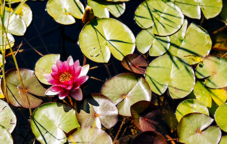 Seerose blüht im Naturteich auf