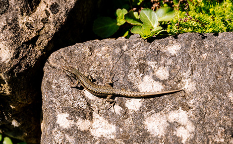 Vielfalt in der Natur