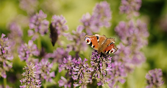 Schmetterling auf violetten Stauden